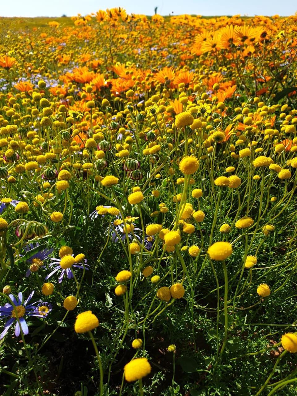 Namaqualand Eco Lodge Soebatsfontein المظهر الخارجي الصورة